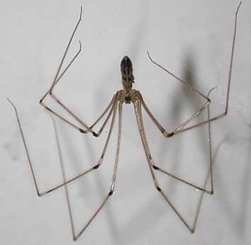 Daddy Longlegs of the Evening-Hope!
